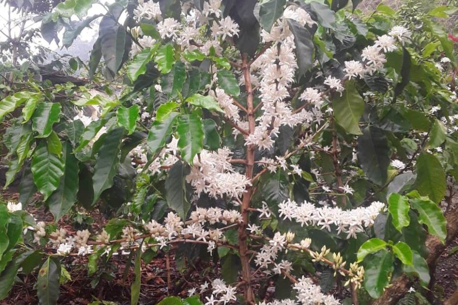 Blüten der Kaffee-Pflanzen