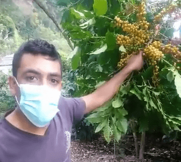 Ramiro mit Bohnen an einer Kaffeepflanze